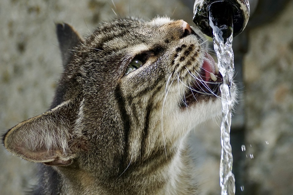 кот лакает воду