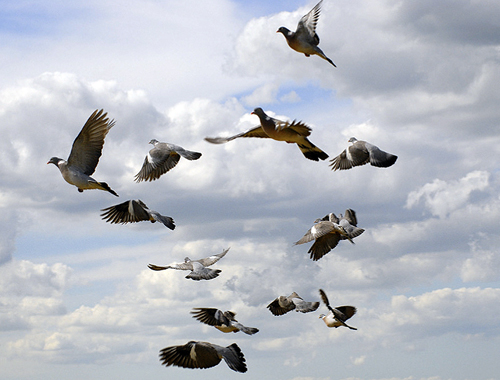 flock of pigeons 
