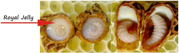 royal jelly is the milk used to feed the eggs and larvae