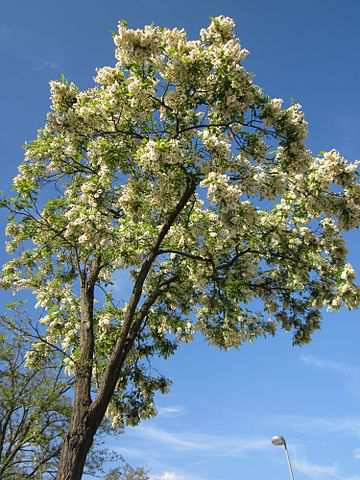 black locust tree in flower