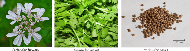 coriander flowers leaves and seeds