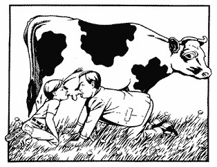 Человек пьет молоко коровы - это абсурд