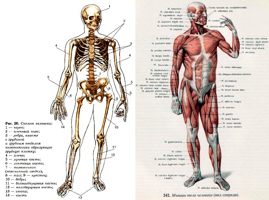 Название мышц костей