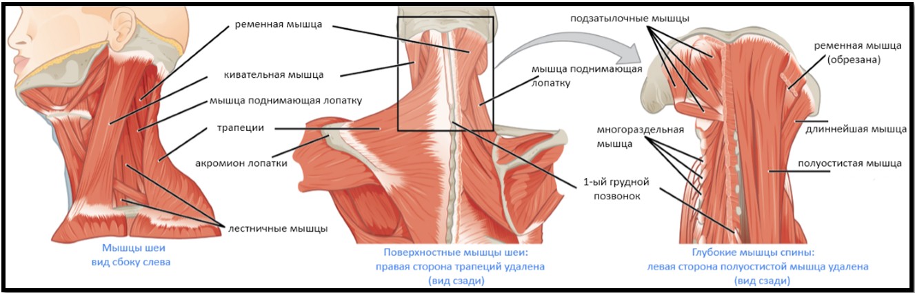 анатомия мышц шеи