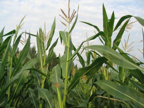 Посадки кукурузы