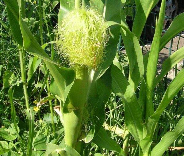 Рыльца на кусте кукурузы