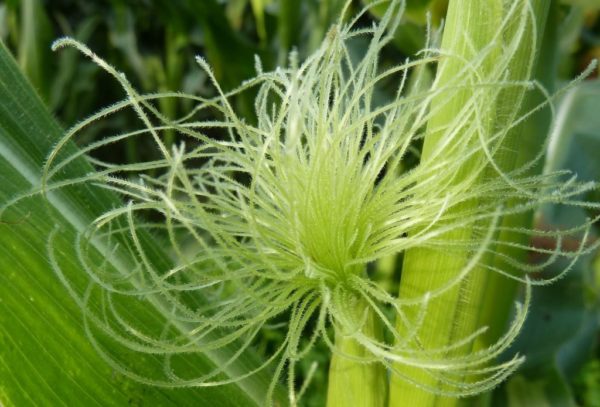 Женский цветок кукурузы с пучком рылец