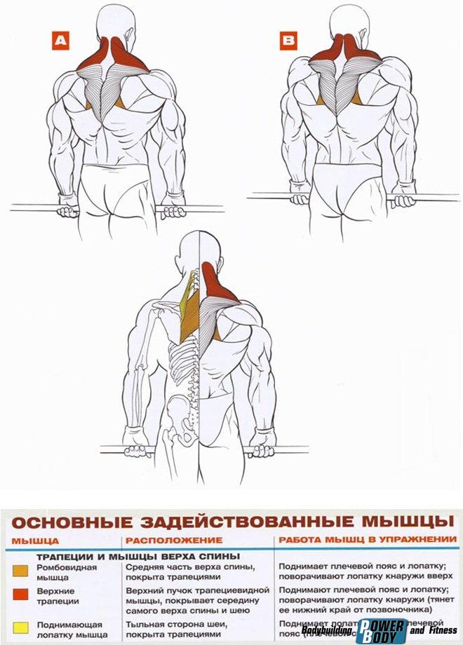 Шраги - работающие мышцы