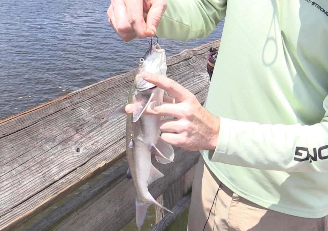 Grabbing Catfish