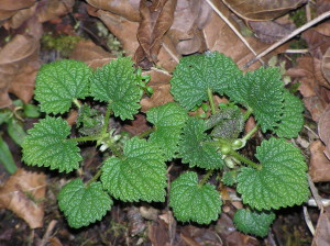 These young nettles emerged in late January here in Washington. At this size, I harvest the top and throw them into a stir fry.