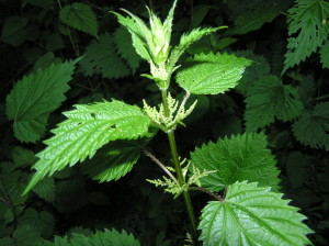 This stinging nettle is starting to flower and will soon go to seed. Many believe nettle ought not to be harvested for food during or after this stage.