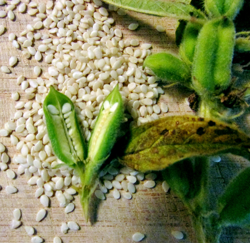 Кунжутные семена