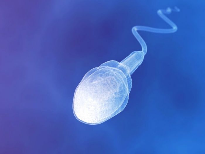 спиртное угнетает жизнь сперматозоидов