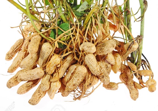 вред арахиса и польза земляного ореха