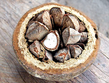 польза бразильского ореха для здоровья