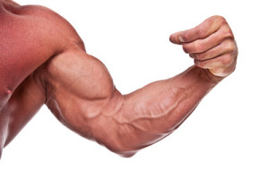 amino acids support muscle growth