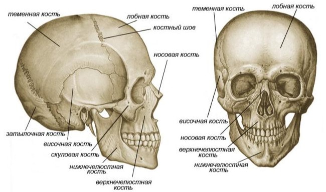 Строение скелета головы (черепа)