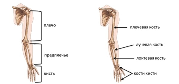 Строение скелета верхних конечностей