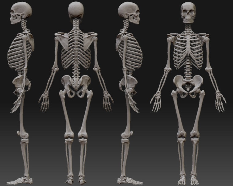 Внешний вид скелета человека