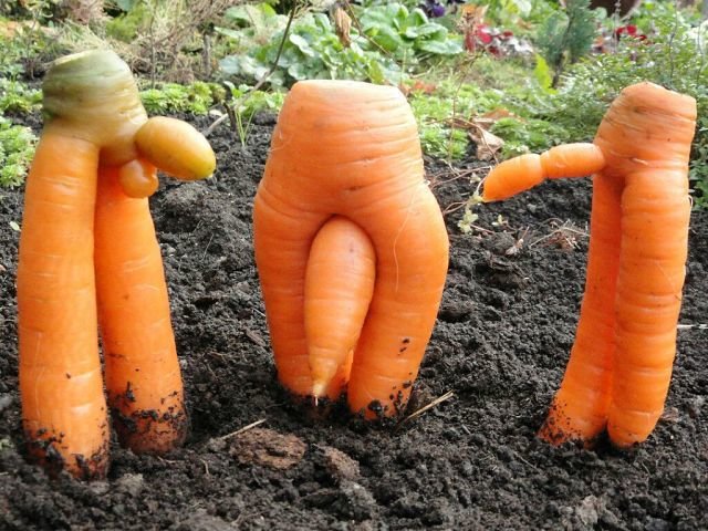 Применение моркови