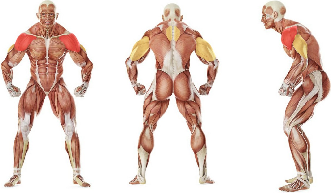 Какие мышцы работают в упражнении Армейский жим стоя