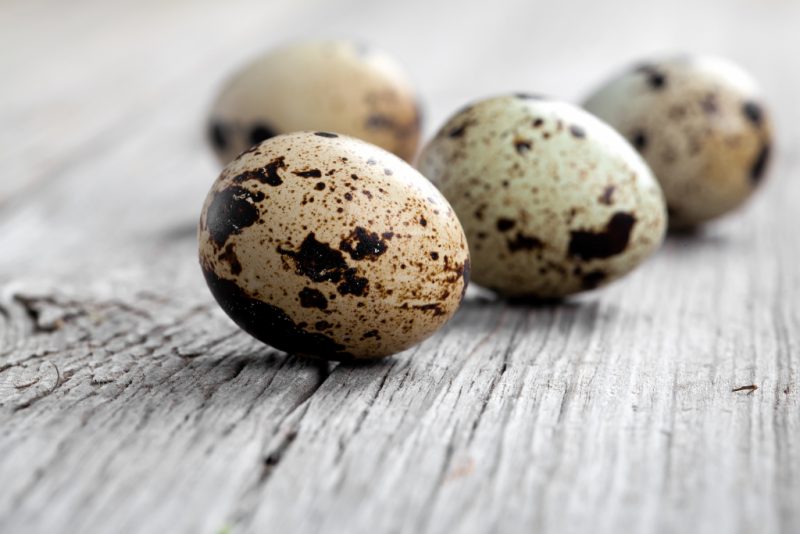 Перепелиные яйца: польза и вред, как принимать женщинам и мужчинам?