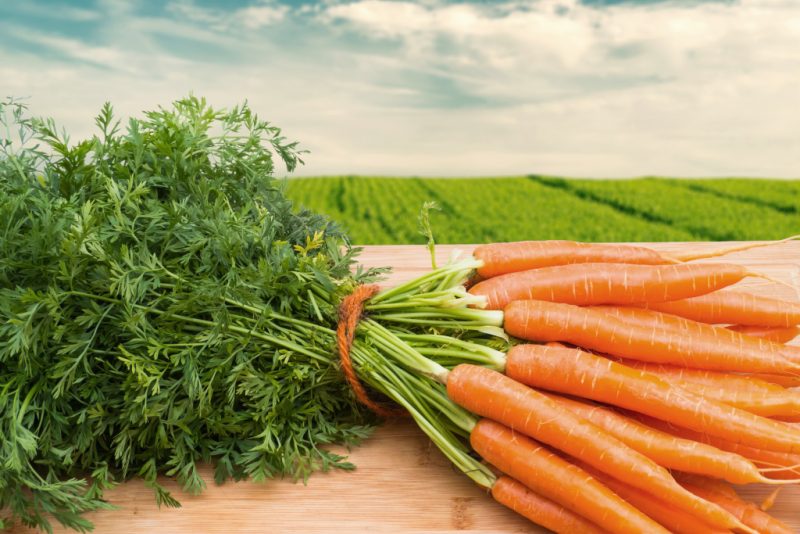 Чем полезна морковь: полезные и лечебные свойства моркови для организма человека, противопоказания