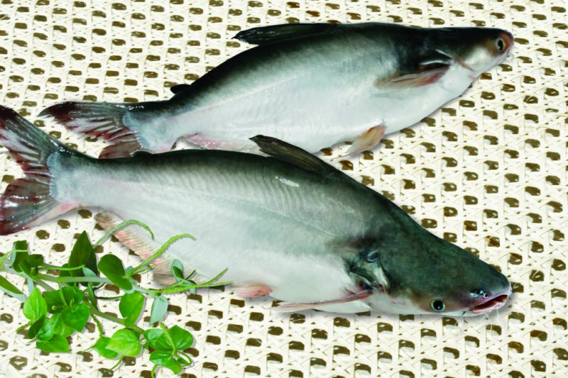 Пангасиус - что за рыба? 7 вкусных рецептов приготовления пангасиуса