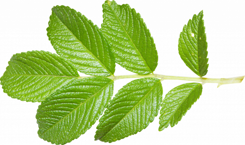 Листья малины: лечебные свойства и противопоказания