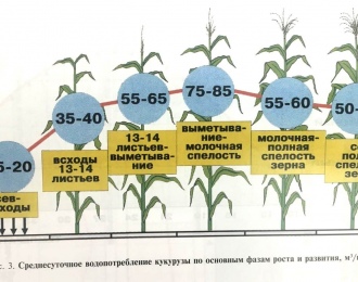 Технология возделывания кукурузы