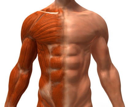 body-muscles