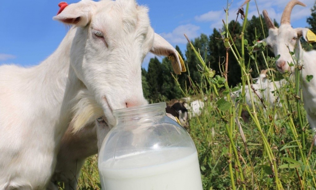 Вред и польза молока в пожилом возрасте