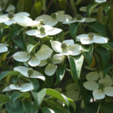 Evergreen kousa dogwood (Cornus kousa var. angustata) flowering in early June in Upstate South Carolina.