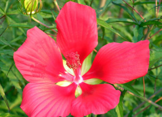 Bright red flower of Scarlet Swamp Hibiscus