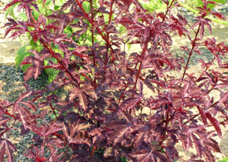 Red Leaf Hibiscus is grown mainly for foliage color.