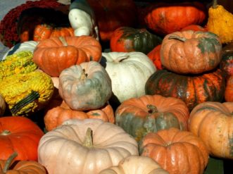 There are many different cultivars of pumpkins (Cucurbita cultivars) grown in South Carolina.