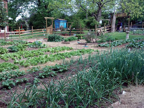Vegetable garden beds