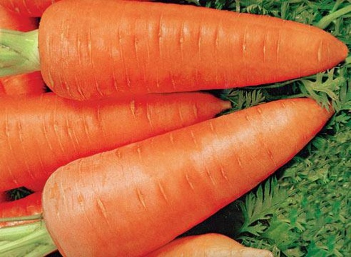 Противопоказания и вред моркови