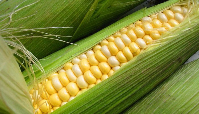 Польза кукурузы для организма человека