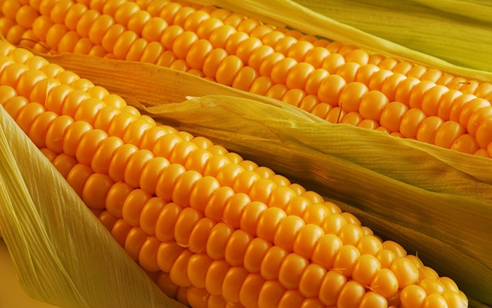 Вред кукурузы для здоровья человека
