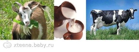 Парное молоко, козье и коровье