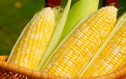 Консервирование кукурузы в початках – отличный способ обеспечить себя зимой этим полезным и вкусным продуктом