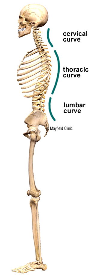 Illustration, sideview, standing human skeleton with cervical, thoracic, lumbar curves highlighted