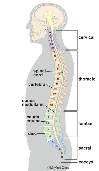 Illustration, sideview, head & torso, with vertebrae and 5 regions of spine labeled