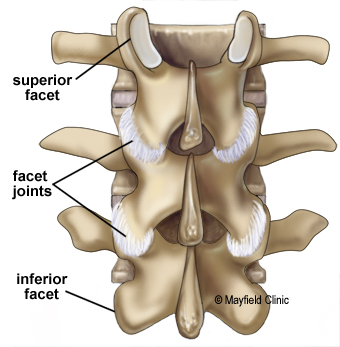 illustration, Figure 6. The superior and inferior facets connect each vertebra