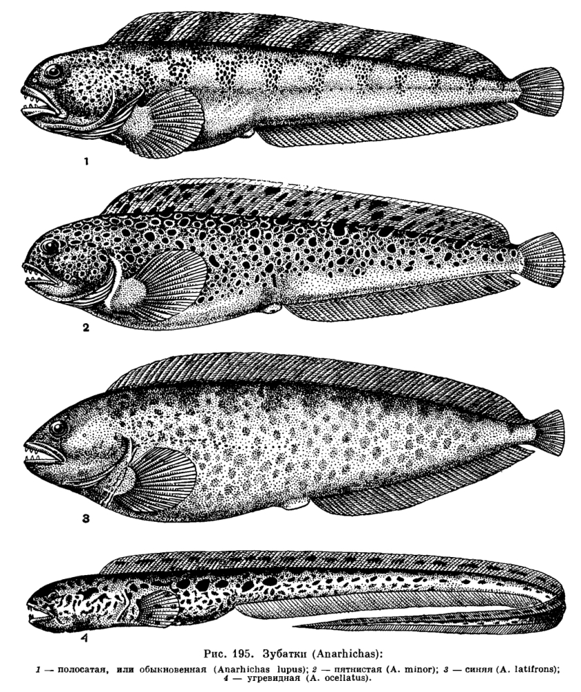 Семейство Зубатковые (Anarhichadidae)