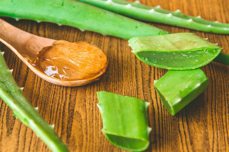 Aloe vera: medicinal properties and contraindications