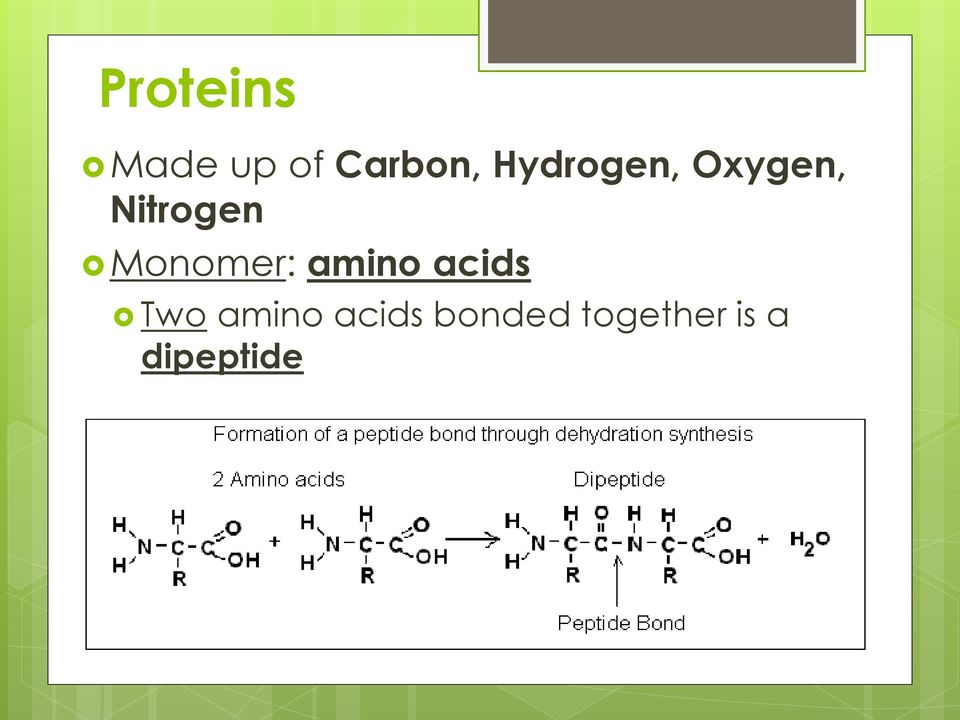 Monomer: amino acids Two amino