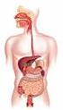 Outline Digestive System