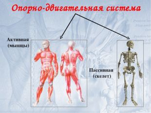 Опорно-двигательная система Активная (мышцы) Пассивная (скелет) 
